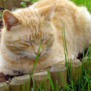 Gato Dormindo Fofo