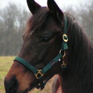 Belo Cavalo Marrom