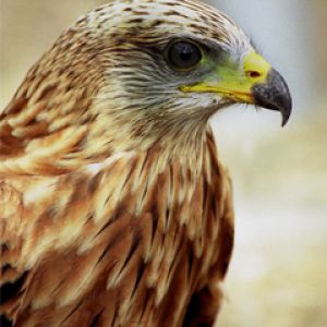 Falcão Majestoso em Close-Up
