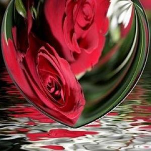 Reflexo de Coração com Rosas