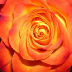 Rosa Laranja Vibrante
