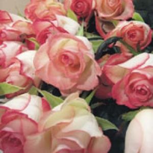 Rosas Pink Lindas