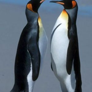 Casal de Pinguins Fofos