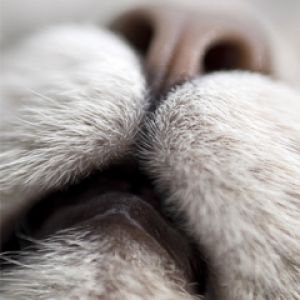Close-up de bigodes e nariz de gato