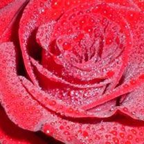Rosa Vermelha com Gotas de Orvalho