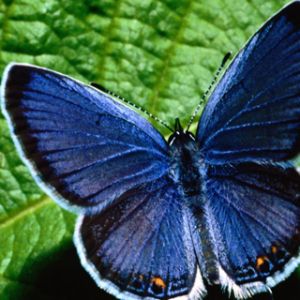 Borboleta Azul em Folha Verde