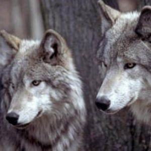 Lobos Majestosos na Natureza
