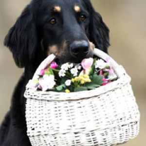 Cachorro com Cesta de Flores