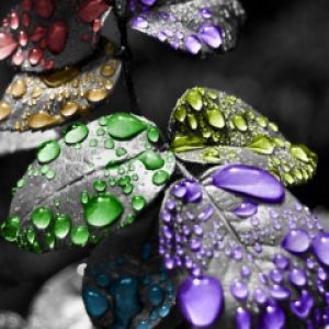 Gotas de água coloridas em folhas