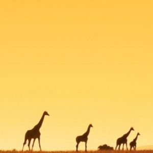 Silhuetas de Girafas ao Pôr do Sol