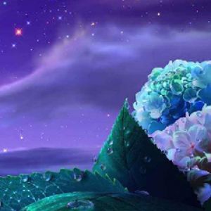 Céu Noturno Roxo com Flores