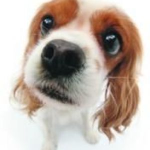 Cavalier King Charles Spaniel Fofo