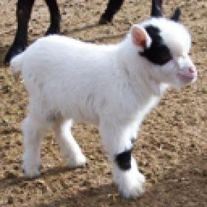 Cabrito Adorável
