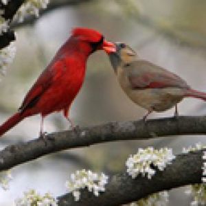 Cardeais Apaixonados