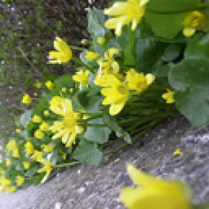 Flores Silvestres Amarelas Vibrantes
