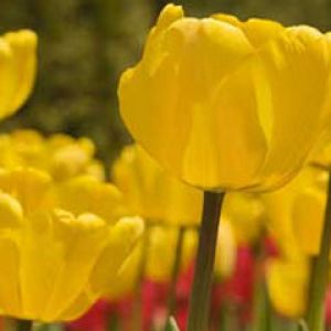 Tulipas Amarelas Vibrantes
