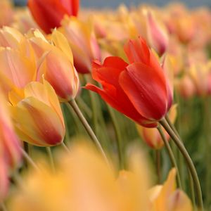 Campo de Tulipas Vibrantes