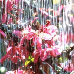 Flores Rosas Vibrantes com Cachoeira
