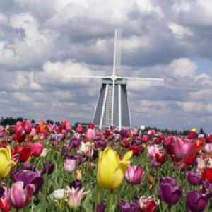 Campo de Tulipas Coloridas com Moinho de Vento