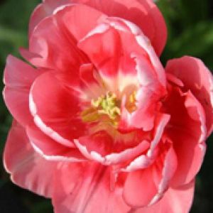 Linda Flor de Tulipa Rosa