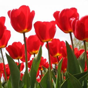 Tulipas Vermelhas Vibrantes