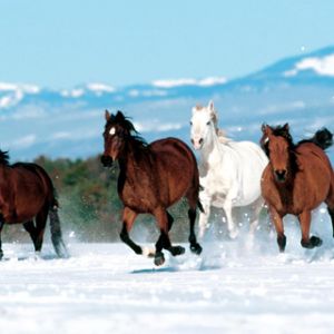 Cavalos correndo na neve