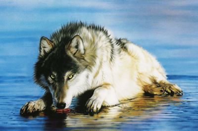 Lobo Majestoso à Beira da Água