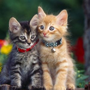 Gatinhos Fofos no Jardim