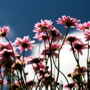 Flores Rosas Contra o Céu Azul