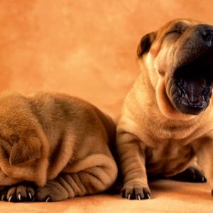 Filhotes Shar Pei Adoráveis