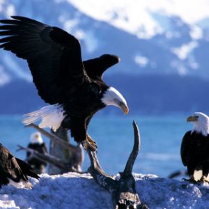 Águias Carecas na Natureza