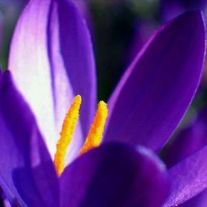 Flor Roxa Vibrante