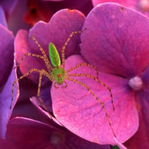 Aranha Verde em Flores Rosas