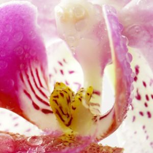Linda Orquídea Rosa
