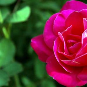 Rosa Vibrante