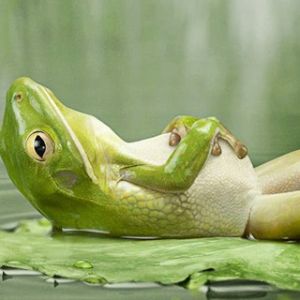 Sapo Relaxado em uma Folha de Lírio