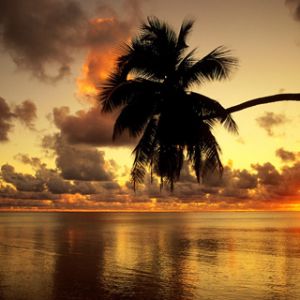 Pôr do Sol Tropical com Palmeira