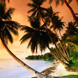 Pôr do Sol Tropical com Palmeiras