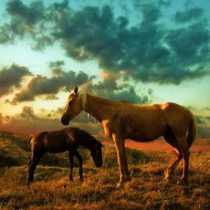 Cavalos ao Pôr do Sol