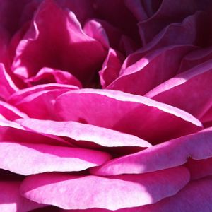 Rosa Rosa Vibrante em Close-Up