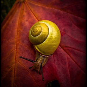 Caracol amarelo em folha de outono