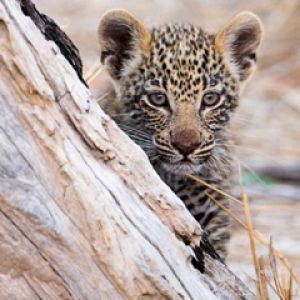 Filhote de Leopardo na Natureza