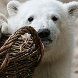 Urso Polar com Cesta