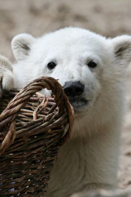 Urso Polar com Cesta