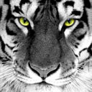 Tigre Branco Majestoso