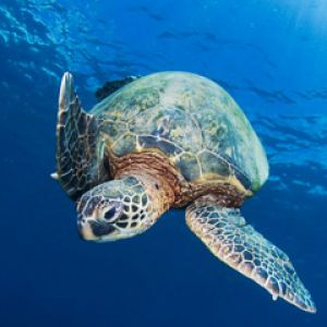 Tartaruga Marinha Abaixo da Água