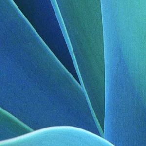 Folhas Abstratas Azuis