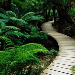Caminho Verde na Floresta