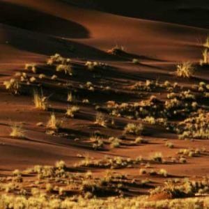 Avestruz na paisagem do deserto