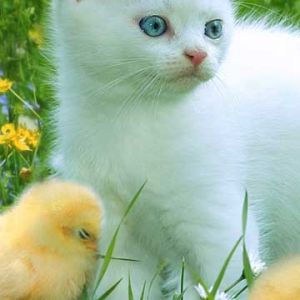 Gatinho Branco Fofo com Pintinhos